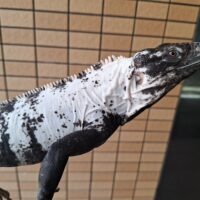 パンダトゲオイグアナ(約100cm)EUCB オス