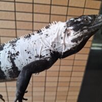 パンダトゲオイグアナ(約100cm)EUCB オス