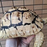 ソマリアリクガメ(甲長約20cm)国内CB (ベビー時ハイホワイト個体)