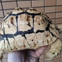 ソマリアリクガメ(甲長約20cm)国内CB (ベビー時ハイホワイト個体)