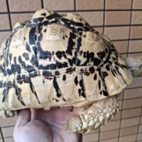 ソマリアリクガメ(甲長約30cm)国内CB (ベビー時ハイホワイト個体)