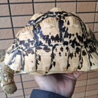ソマリアリクガメ(甲長約30cm)国内CB (ベビー時ハイホワイト個体)