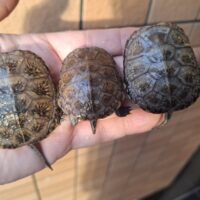 ヨーロッパヌマガメ（25CB）