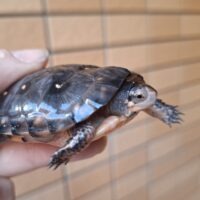 キボシイシガメ（甲長約5,5cm）