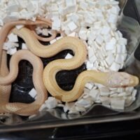 アオダイショウ（アルビノスーパーパターンレス）2025国内CB メス