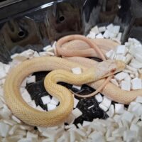 アオダイショウ（アルビノスーパーパターンレス）2025国内CB メス