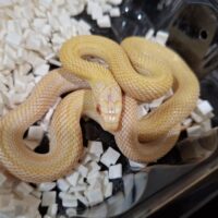 アオダイショウ（アルビノスーパーパターンレス）2025国内CB オス