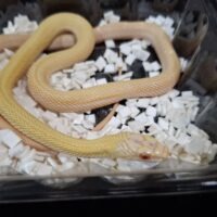 アオダイショウ（アルビノスーパーパターンレス）2025国内CB オス