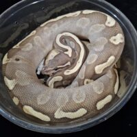 ボールパイソン(GHIモハベ)約600g メス