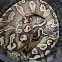ボールパイソン（パステルGHI）2025CB オス 約600g