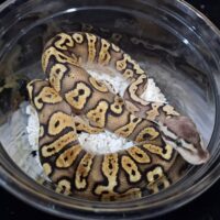 ボールパイソン（パステルGHI）2025CB メス 約300g