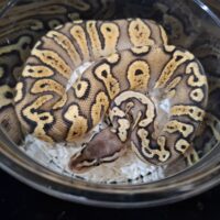 ボールパイソン（パステルGHI）2025CB メス 約300g