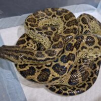 イエローアナコンダ（約1kg）オス 個体A