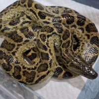 イエローアナコンダ（約1kg）オス 個体A