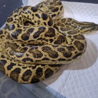 イエローアナコンダ（約1kg）オス 個体B