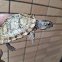 メキシコハコガメ（甲長約6,5cm）TSDメス