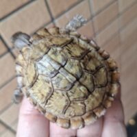 メキシコハコガメ（甲長約6,5cm）TSDメス