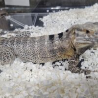 サンエステバントゲオイグアナ（約60cm）EUCB オス