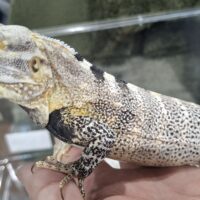 サンエステバントゲオイグアナ（約60cm）EUCB オス