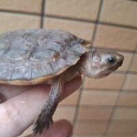 シロアゴヤマガメ(甲長約8,5cm)