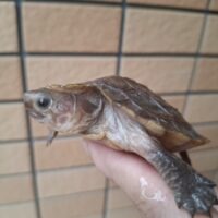 シロアゴヤマガメ(甲長約8,5cm)