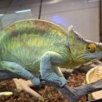 パーソンカメレオン（イエロージャイアント）ペア