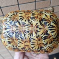 パンケーキリクガメ（甲長約14,5cm）オス（登録番号240-005222号/有効期限2029年8月30日まで）