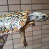 パンケーキリクガメ（甲長約14,5cm）オス（登録番号240-005222号/有効期限2029年8月30日まで）