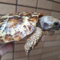 パンケーキリクガメ（甲長約16cm）メス（登録番号240-006575号/有効期限2029年8月30日まで）