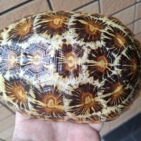 パンケーキリクガメ（甲長約16cm）メス（登録番号240-006575号/有効期限2029年8月30日まで）