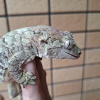 チャホアミカドヤモリ（23CB）メス