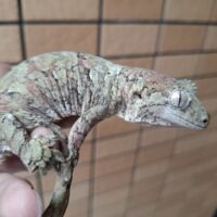 チャホアミカドヤモリ（23CB）メス