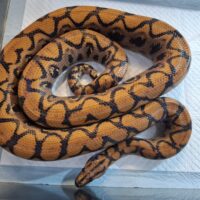 ブラジルレインボーボア（約160cm）メス