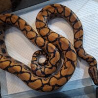 ブラジルレインボーボア（約160cm）メス