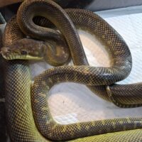 モルカンパイソン（約200cm）メス