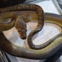 モルカンパイソン（約200cm）メス