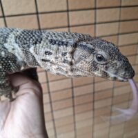 デュメリルモニター(約80cm)メス