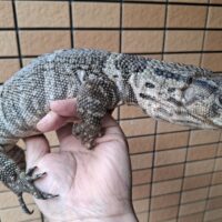 デュメリルモニター(約80cm)メス