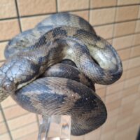 ハルマヘラパイソン(約160cm)オス(冷凍マウスOK)