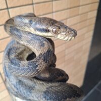 ハルマヘラパイソン(約160cm)オス(冷凍マウスOK)