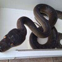 モルカンパイソン（約270cm）オス（脱皮前）