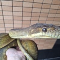 モルカンパイソン（約200cm）メス