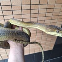 モルカンパイソン（約200cm）メス