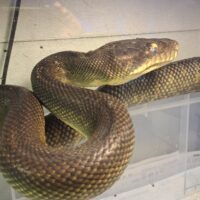 モルカンパイソン（約270cm）オス（脱皮前）