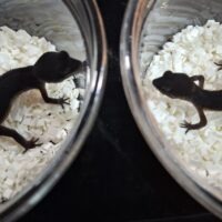 ヒョウモントカゲモドキ（ブラックナイト）