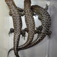 カニンガムイワトカゲ(トリオ)23CB