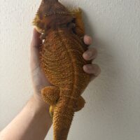 フトアゴヒゲトカゲ(ダークレッド)オス(RM100%)、メス(RM50%)poss hetトランス,ハイポ(24CB ペア)