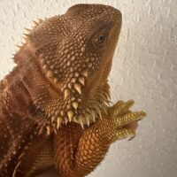 フトアゴヒゲトカゲ(ダークレッド)オス(RM100%)、メス(RM50%)poss hetトランス,ハイポ(24CB ペア)