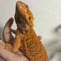 フトアゴヒゲトカゲ(クロマ)24CB メス