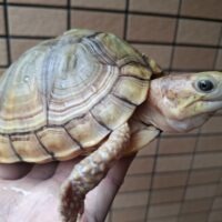 ユカタンハコガメ（甲長約13,5cm）メス （多甲板）